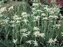 エーデルワイス